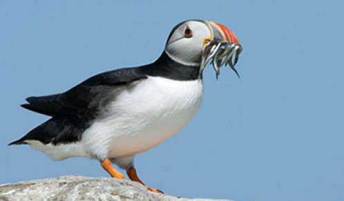 Farne Islands